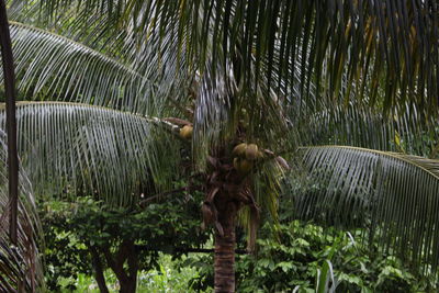 View of palm trees in forest