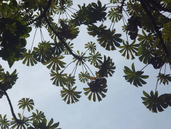 Low angle view of plants against sky