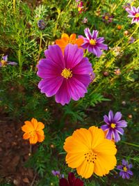 High angle view of cosmos flowers blooming on field