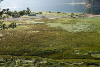 Scenic view of grassy field against sky