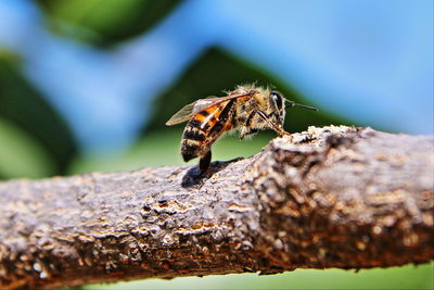 Close-up of insect on leaf