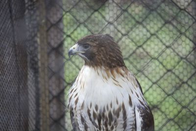 Close-up red-tailed hawk in cage