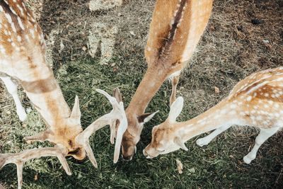 High angle view of deer grazing on field