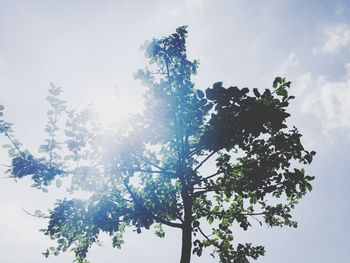 Low angle view of trees against sky