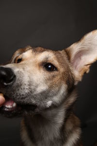 Close-up of dog looking away