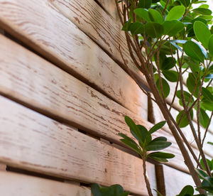 Low angle view of plant against wall