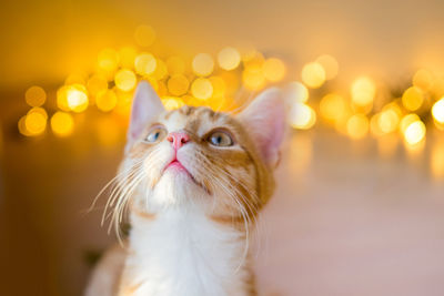 Close-up of a cat looking away