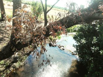 Trees by river in forest