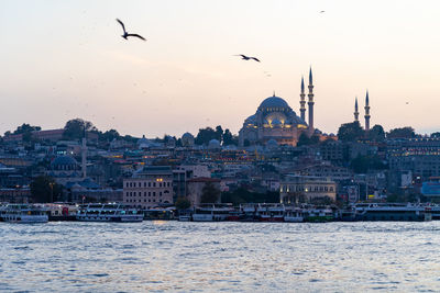 Birds flying over istanbul's mosque during sunset in october