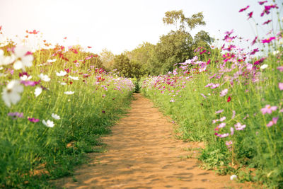 Footpath amidst flowering plants and trees against sky