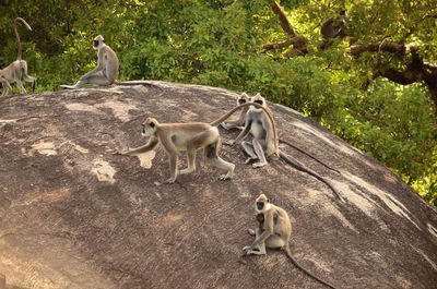Monkey family on the rock