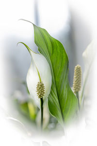 Close-up of white flowering plant