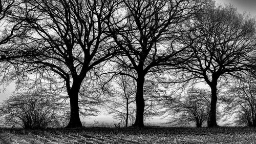 Bare trees on field