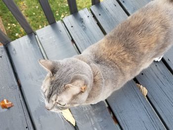 High angle view of cat on wood