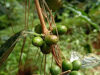 Green coffee beans in plantations in the magelang area which later will turn blackish red 