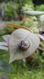 Close-up of snail on leaf