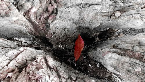 Close-up of red leaf on rocky cliff