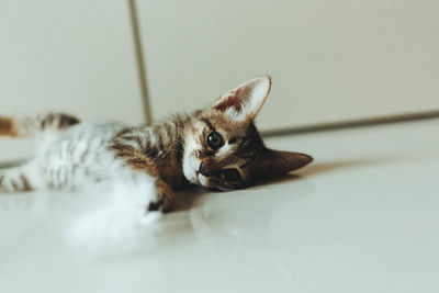 Portrait of cat relaxing on floor