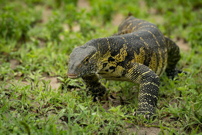 Close-up of monitor lizard on field