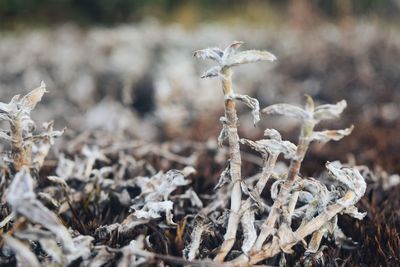 Close-up of leaves on field