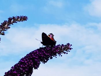 Low angle view of bird perching on flower against sky