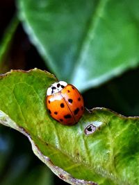 Close-up of ladybug on leaf