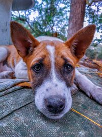 Close-up portrait of dog relaxing outdoors