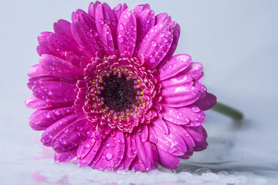 Close-up of wet pink flower