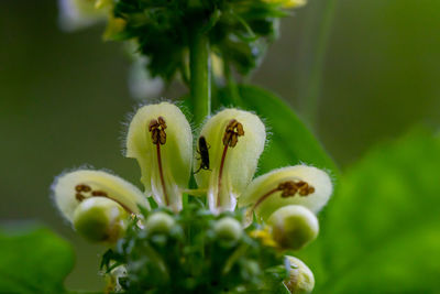 Close-up of flowering plant