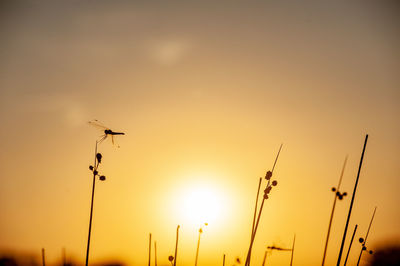Low angle view of silhouette birds flying against sky during sunset