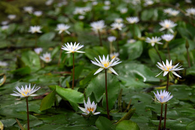 Close-up of white water lily in lake