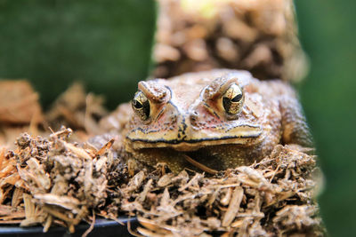 Close-up of frog