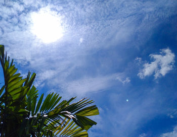 Low angle view of coconut palm tree against sky