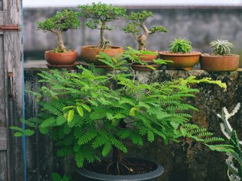 Close-up of potted plants in yard