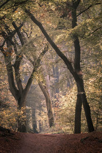 Trees in forest