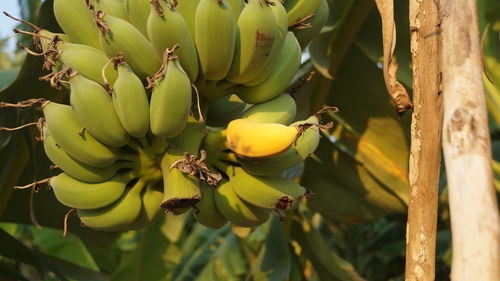 Close-up of fruits growing on tree