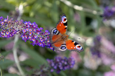 Close-up of butterfly on flower