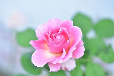 Close-up of pink rose