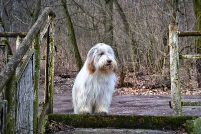 Bearded collie relaxing on road