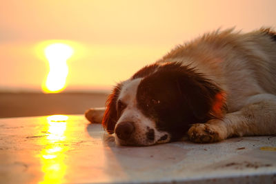 Close-up of a dog resting