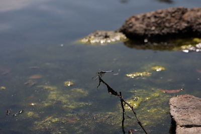 High angle view of a lake