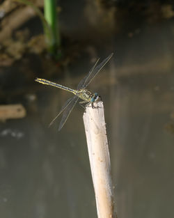 Close-up of dragonfly