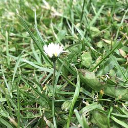 Close-up of white flowers blooming in field