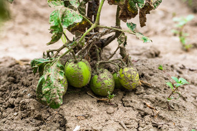 Close-up of fruits growing on field