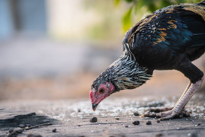 Close-up of hen eating outdoors