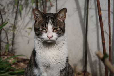 Close-up portrait of tabby cat