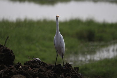 Close-up of bird by lake against sky