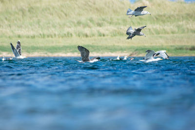 Seagulls flying over sea