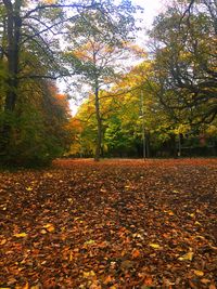 Scenic view of autumn trees against sky