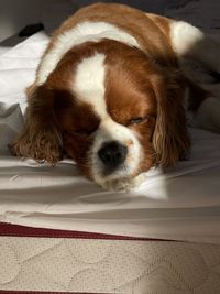 Close-up of a dog sleeping on bed